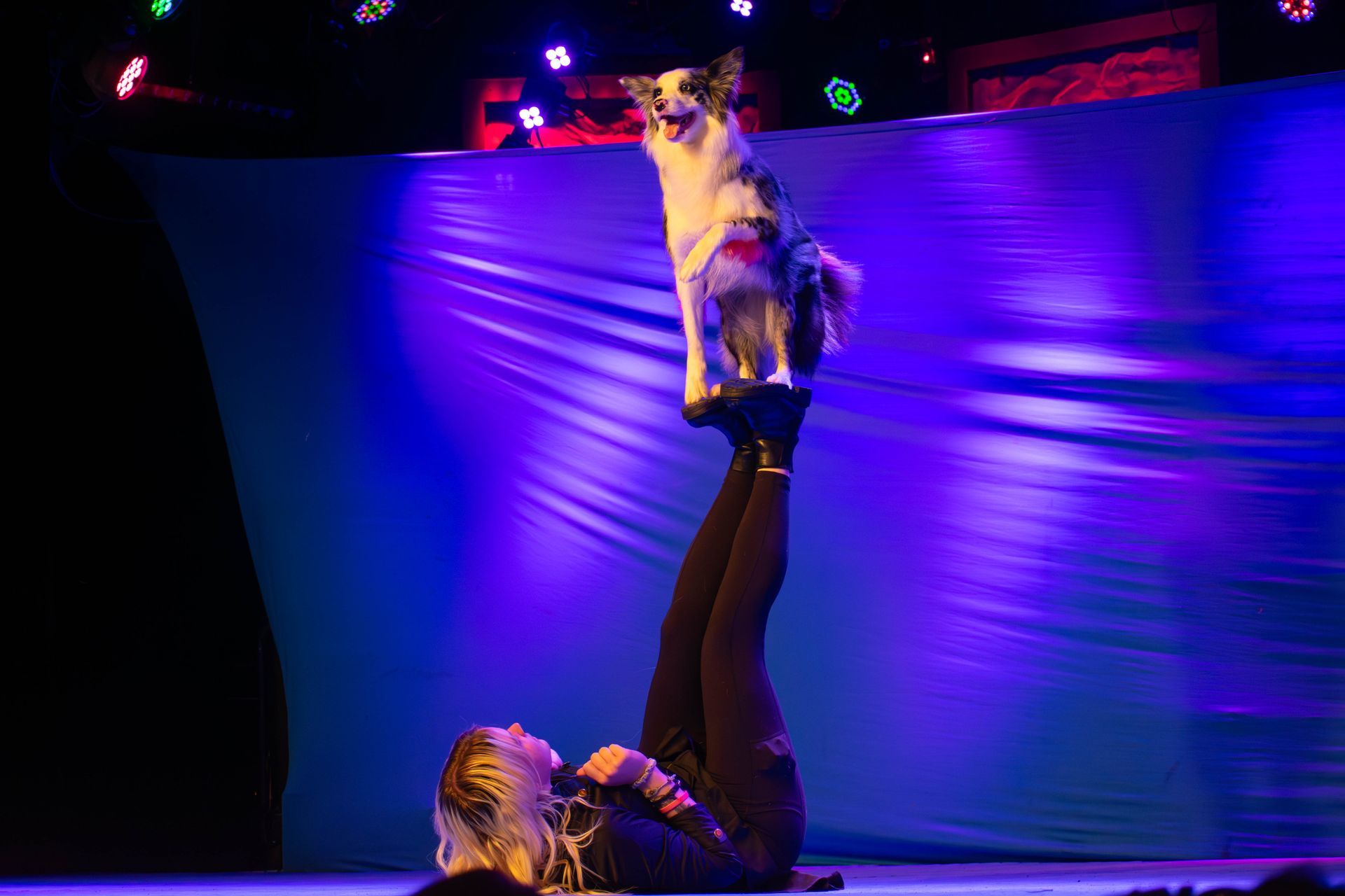 A woman is holding a dog on her shoulders on a stage.