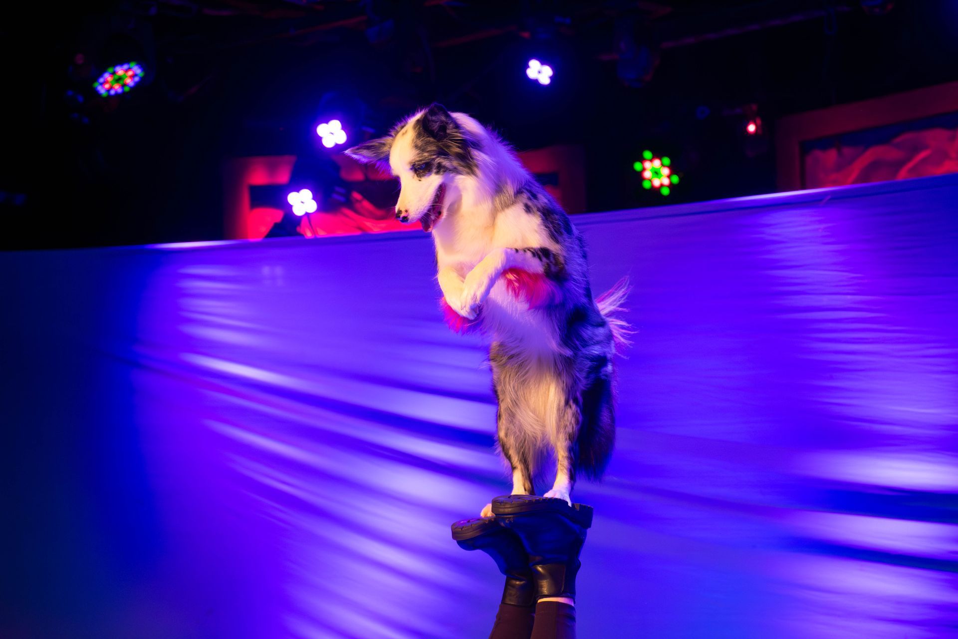 A dog is standing on its hind legs on a person 's hand.