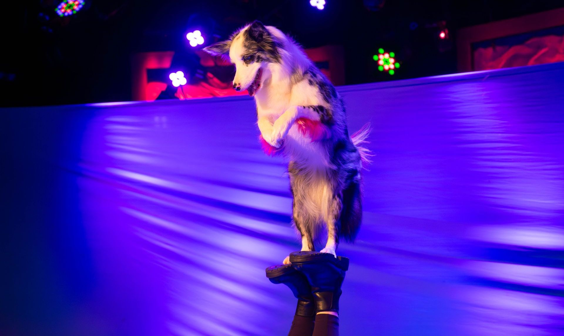 A dog is standing on its hind legs on a person 's hand.