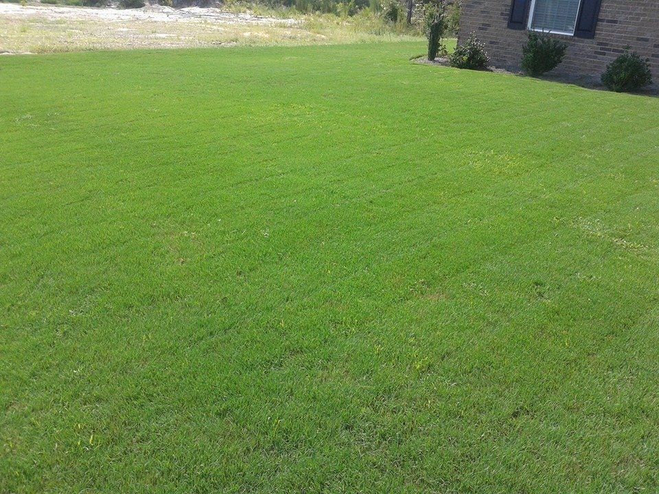 Lush green lawn in front of a brick house with a window and bushes; bright sunny day.
