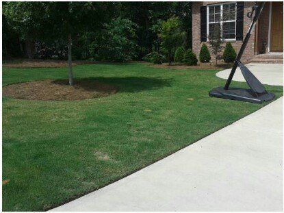 Green lawn in front of a house with a tree and basketball hoop.