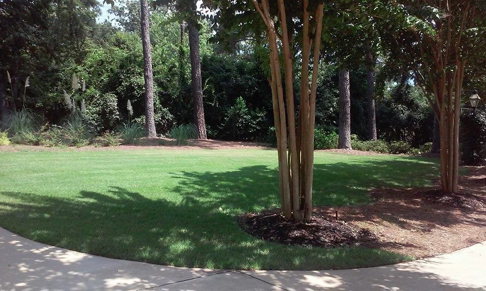 Green lawn with trees, sunlight, and a curved concrete border.