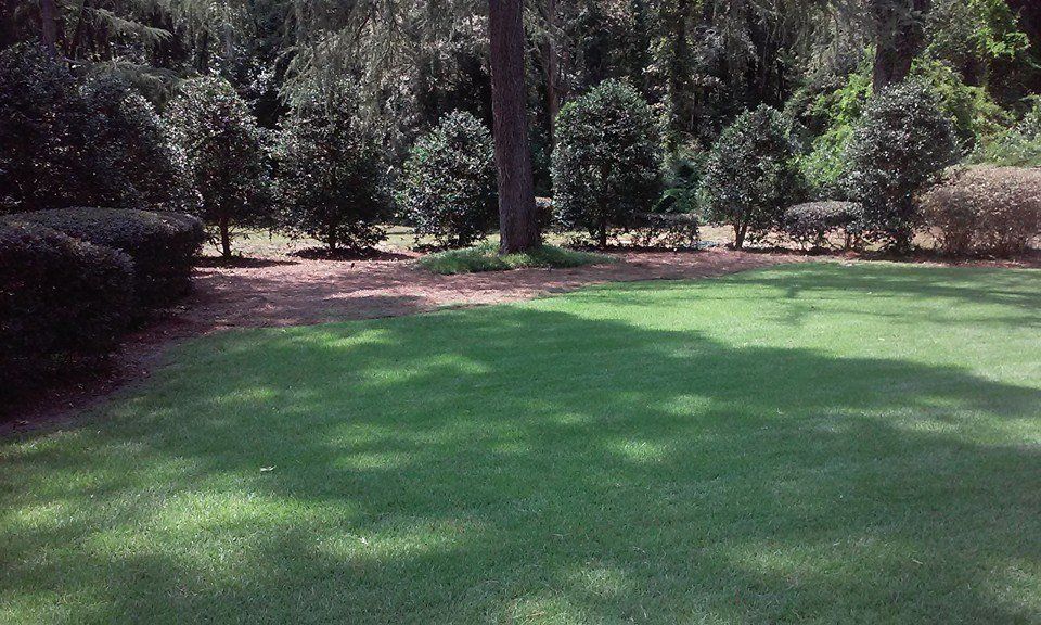 Lush green lawn with a line of trees in the background, creating a shaded effect.
