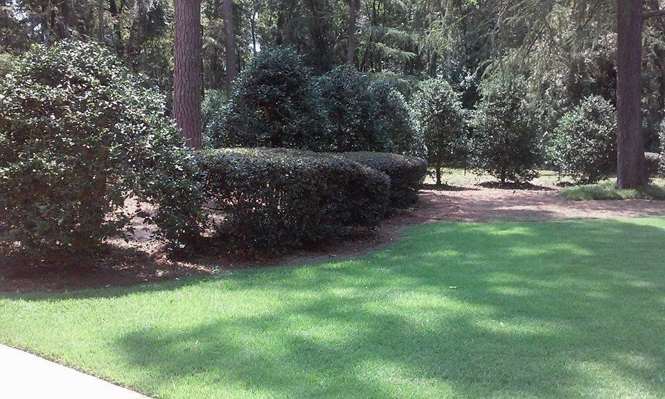 Green lawn, hedge row, and trees in a sunny outdoor setting.