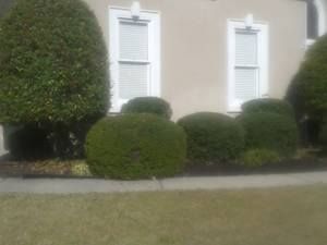 Green, trimmed shrubs in front of a beige building with white-framed windows.
