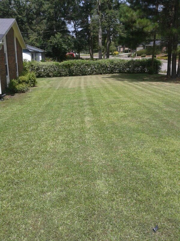 Green lawn mowed with stripes, hedge in the background, trees, and a house.