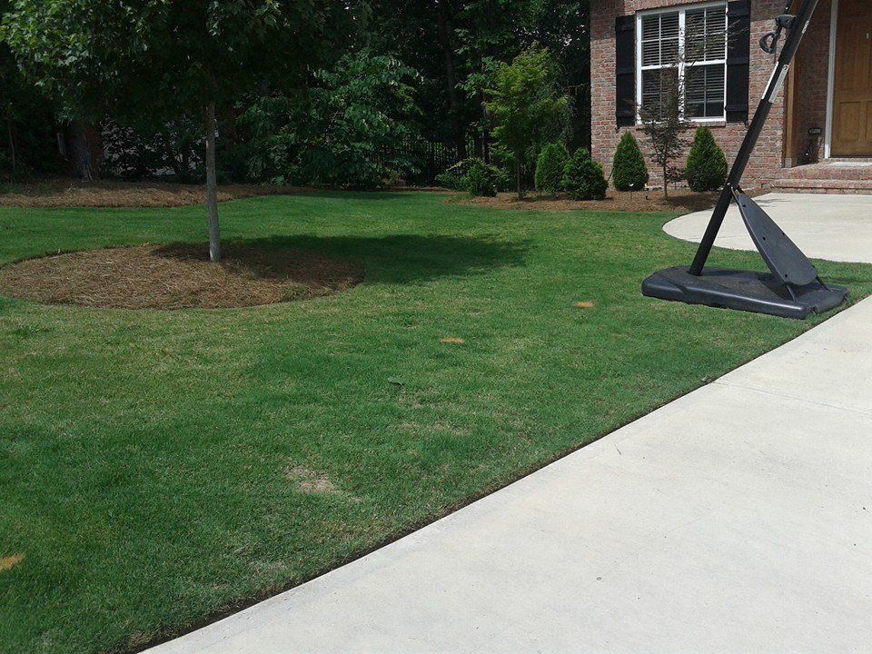 Green lawn next to a concrete driveway with a basketball hoop and house in the background.