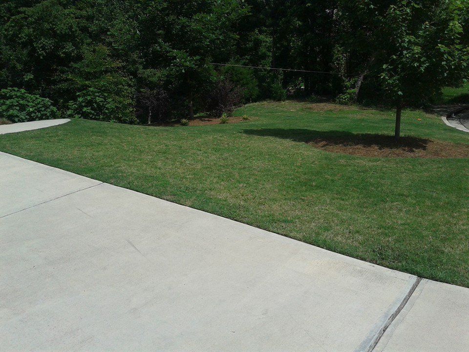 Lush green lawn next to a concrete sidewalk, with trees and bushes in the background on a sunny day.