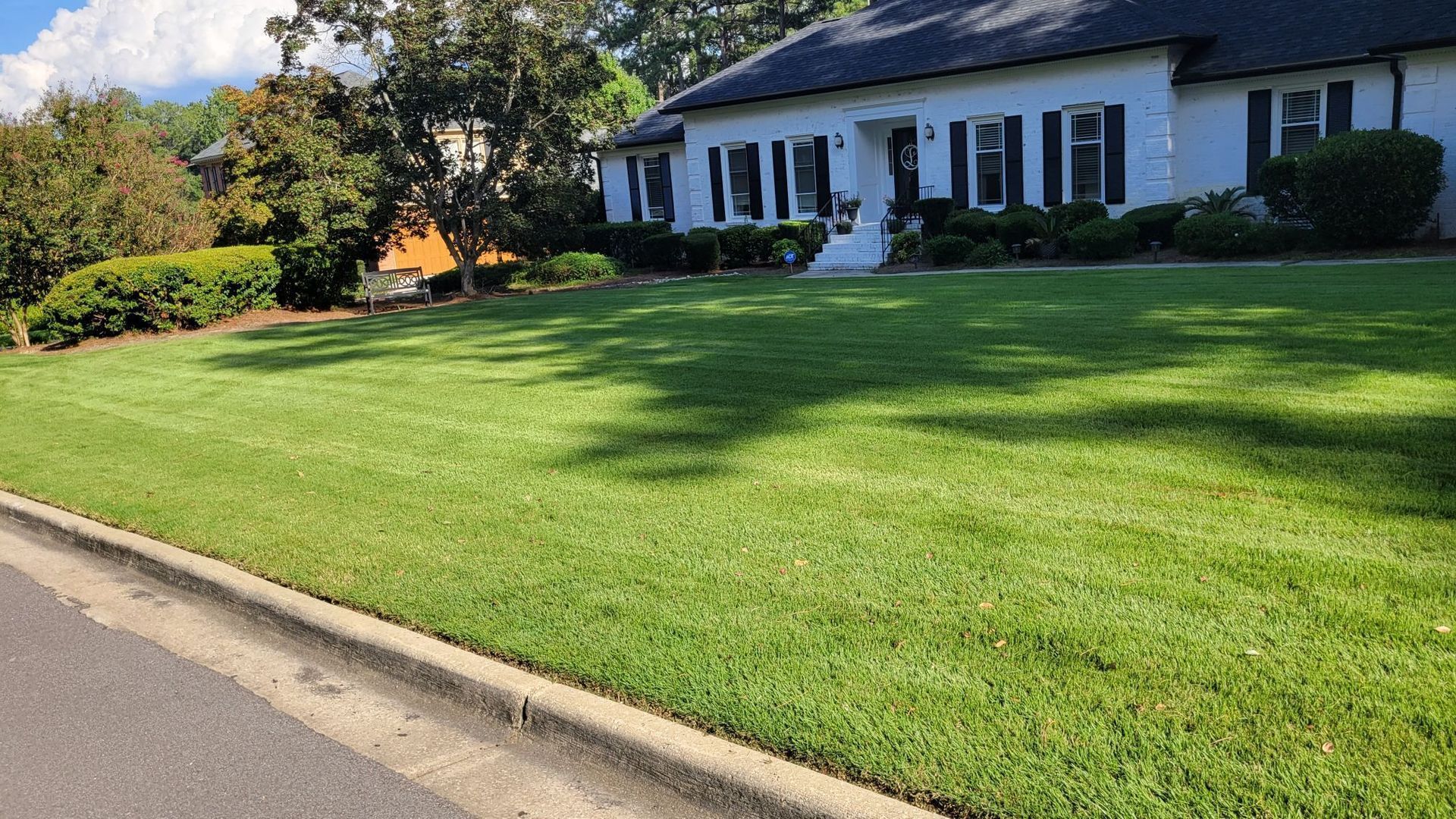 Lush green lawn in front of a white house with black shutters. Sunny day, shadows on the grass.