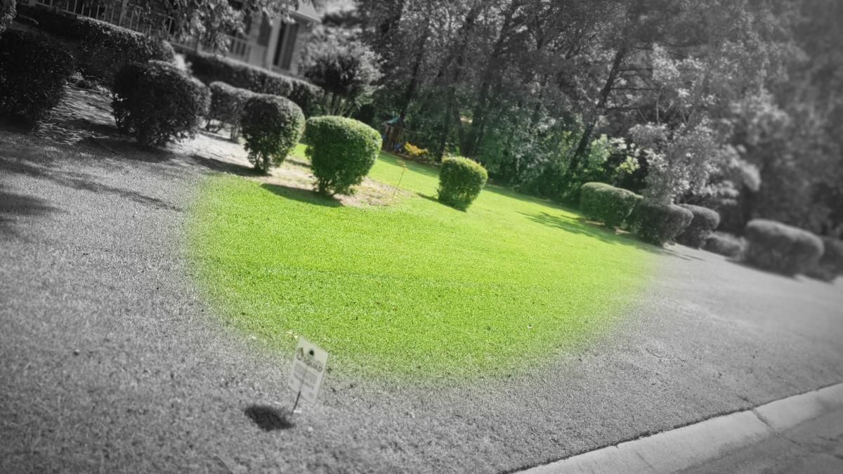 Lush green grass patch surrounded by black and white landscape with shrubs and trees.