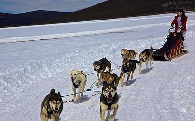 Dog team pulls sled at Alpine Adventures Dogsledding