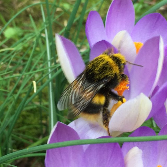 Hungry bumble bees make plants flower early by cutting holes in their  leaves, Science