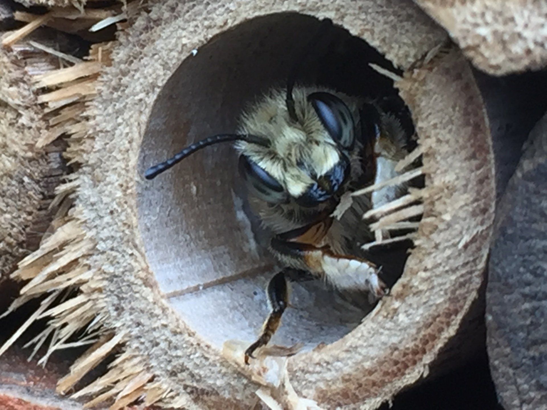 bee hotel + leafcutter bee