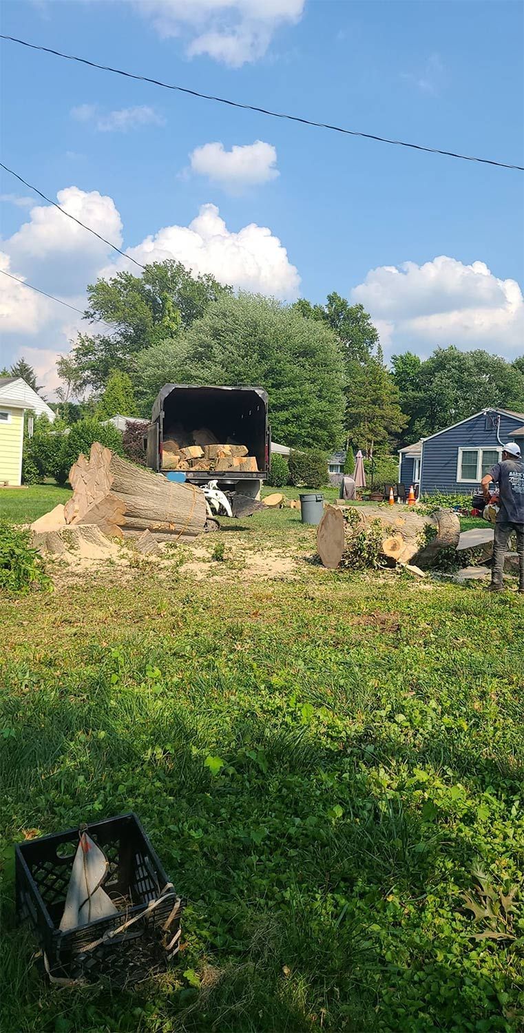 Tree Removal — Bensalem, PA — Alex L&T Tree Services Inc.