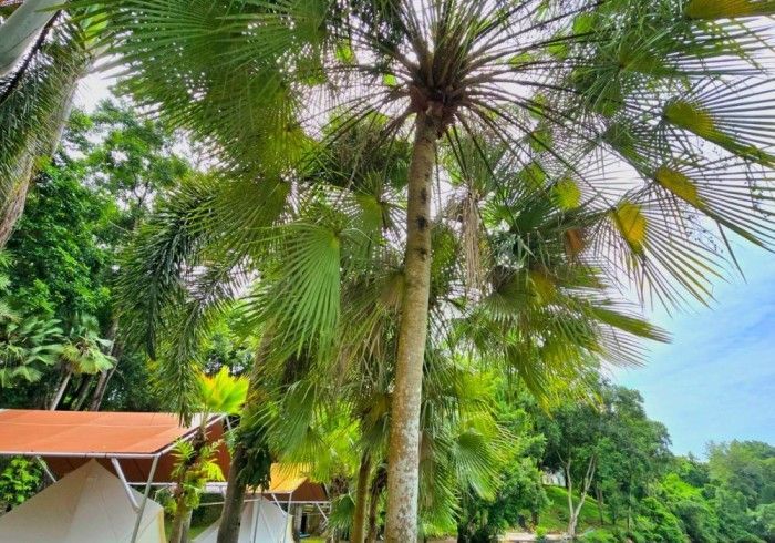 A palm tree in the middle of a lush green forest