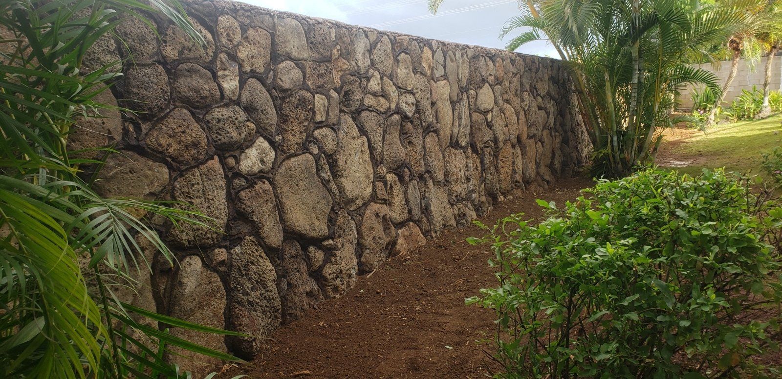 lava rock wall in Hawaii with palm tree in background