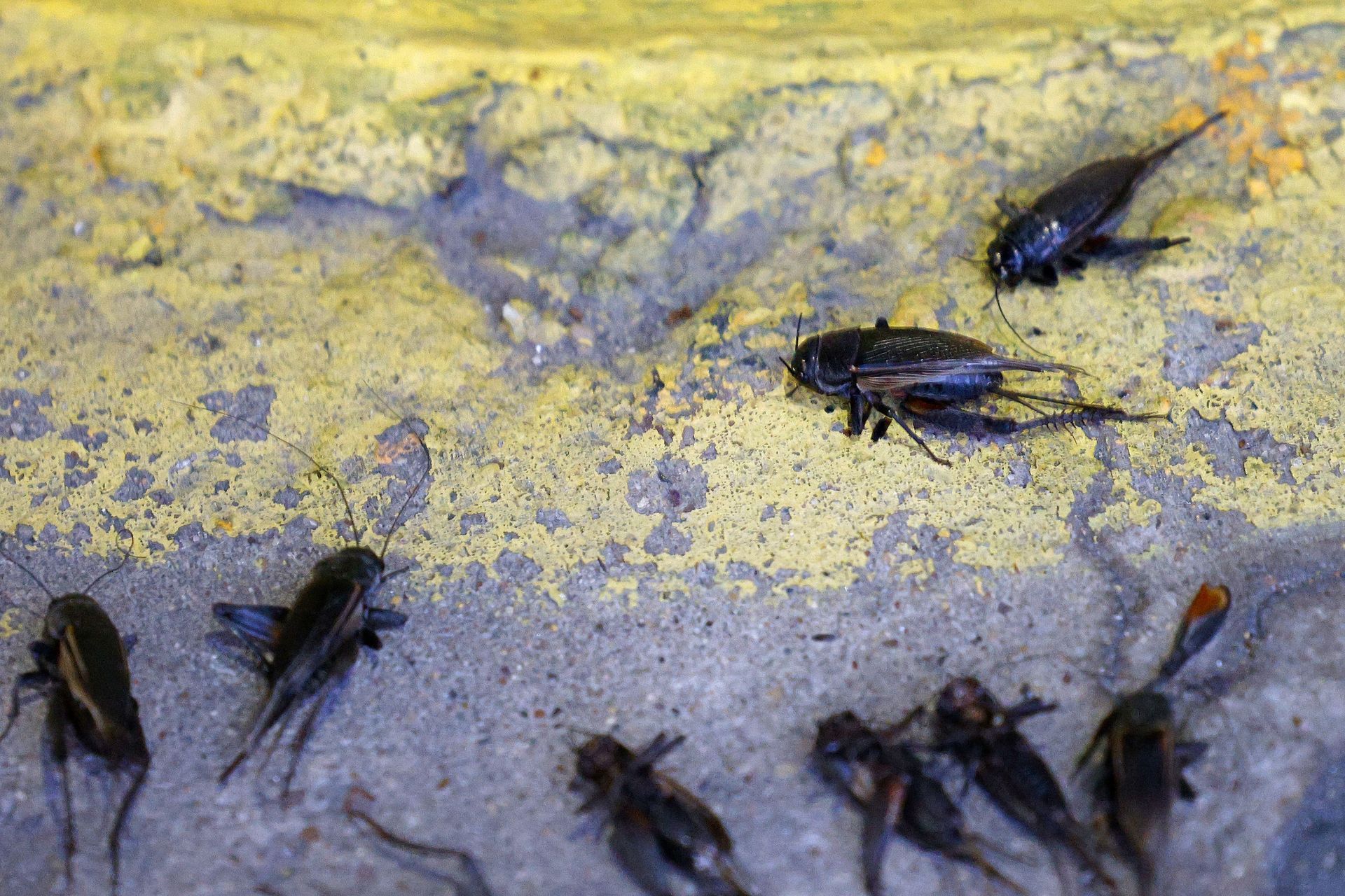A group of crickets are sitting on a concrete surface.