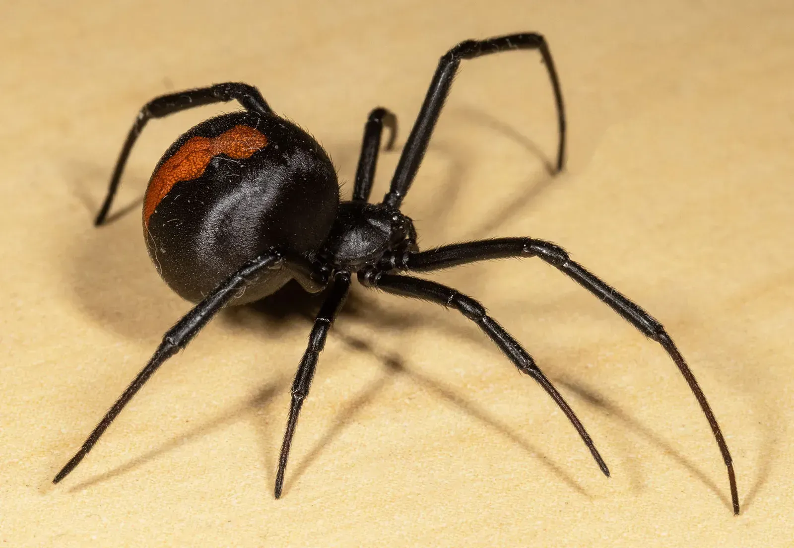A black widow spider is sitting on a piece of paper.