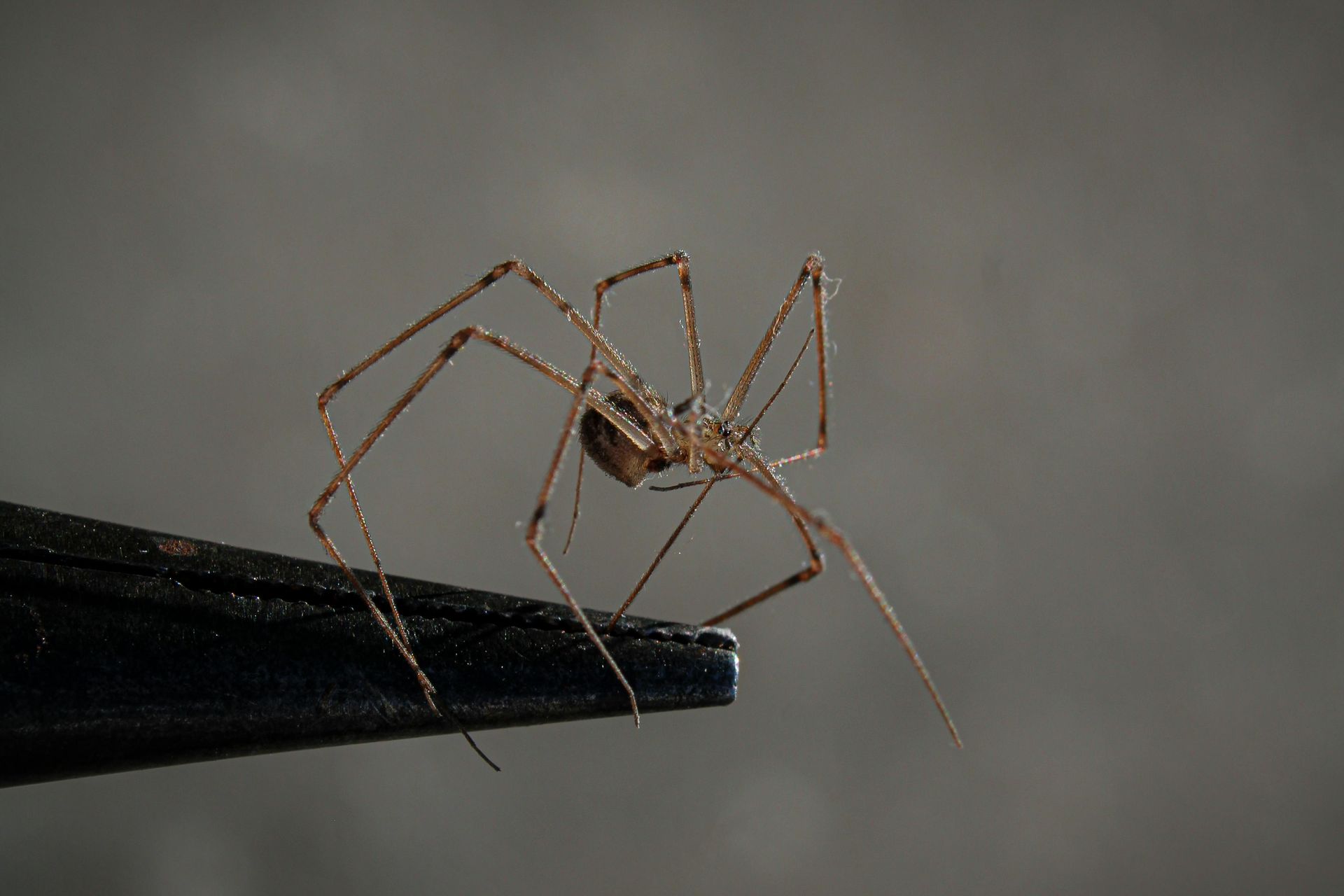 A spider is sitting on top of a pair of pliers.