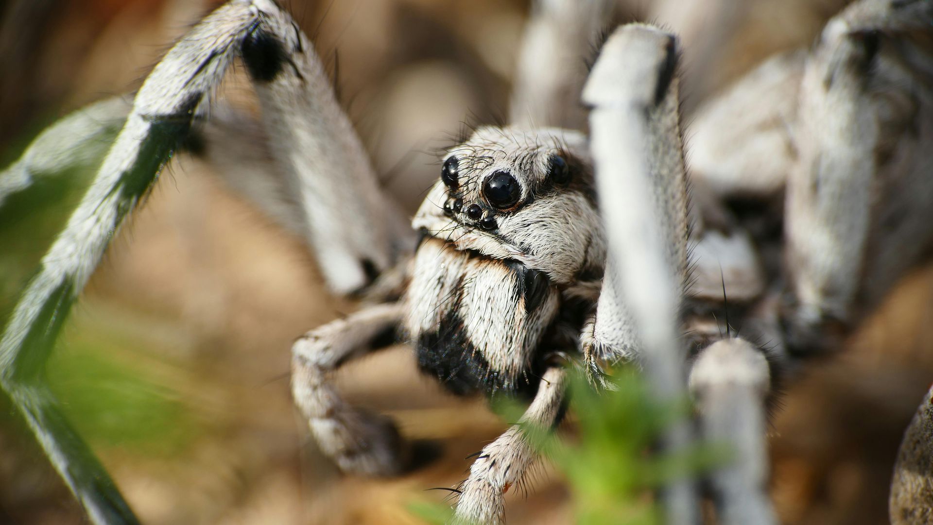 A close up of a spider sitting on a plant.