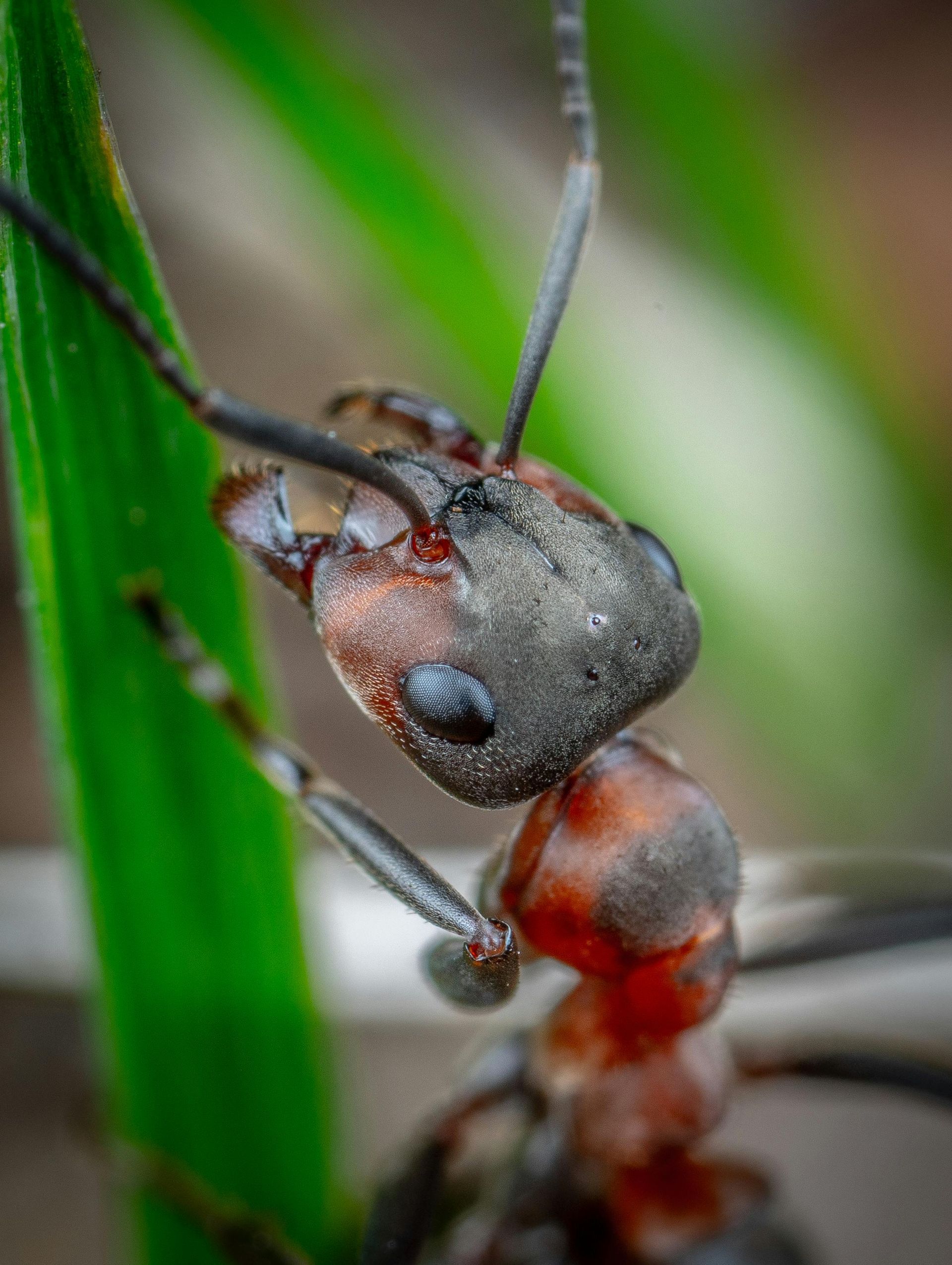 A close up of an ant on a green leaf.