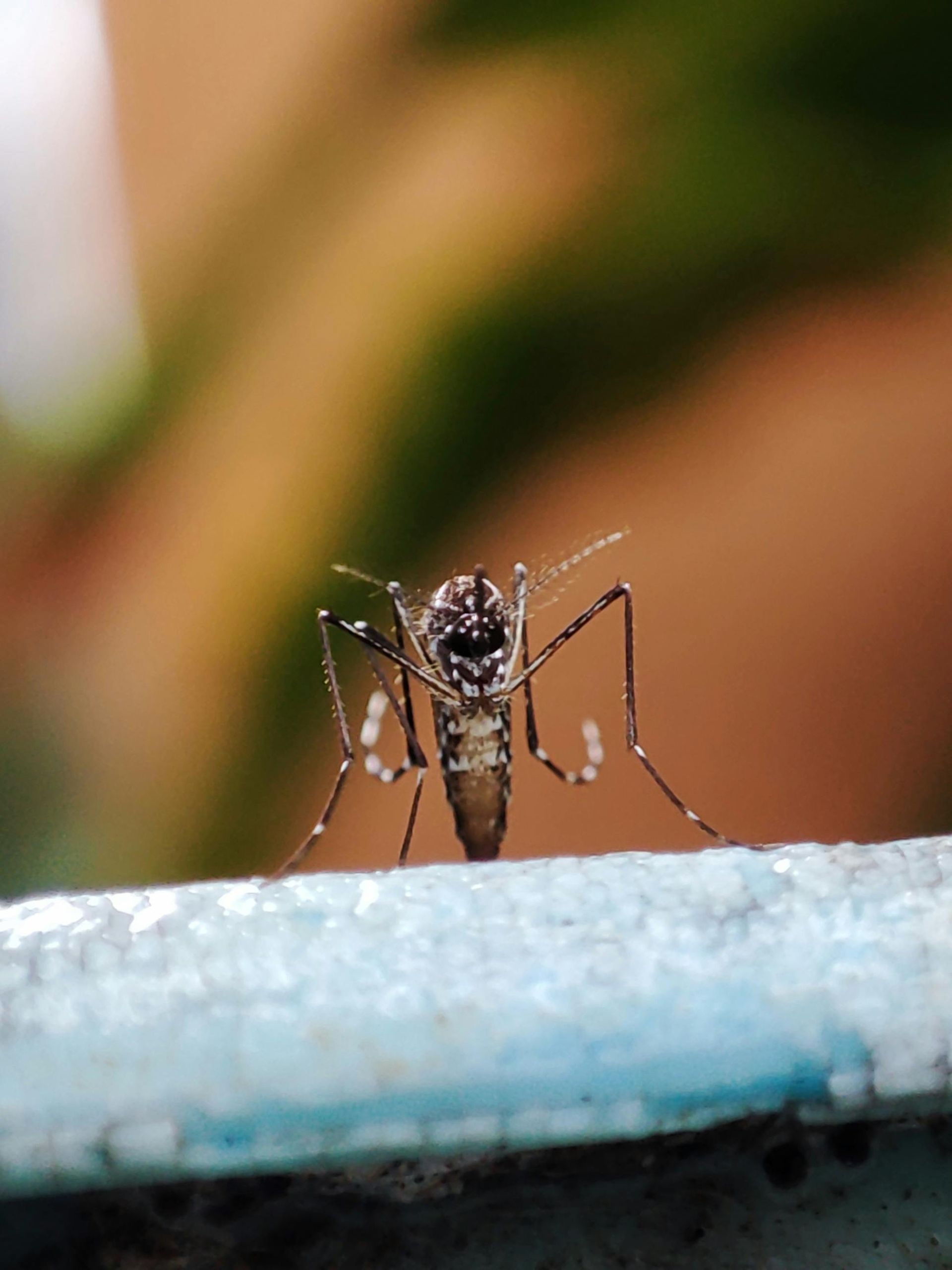 A close up of a mosquito on a blue surface