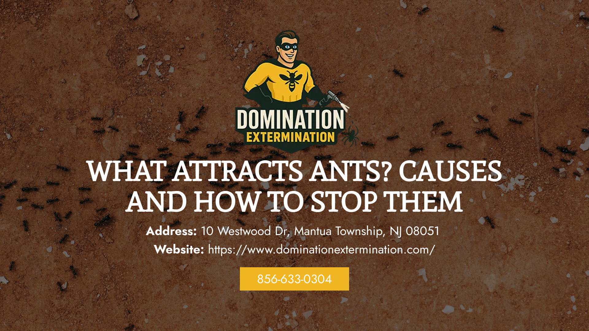 What Attracts Ants?