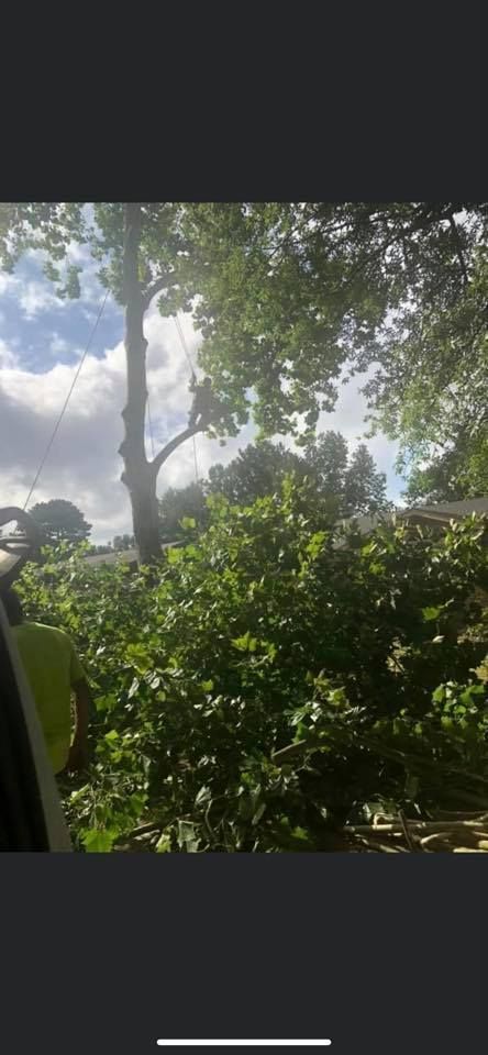 Person trimming a tall tree, blue sky and lush green foliage.