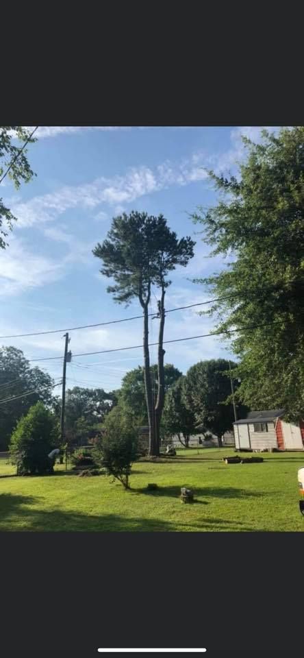 Tall tree with dense foliage in a grassy yard, under a blue sky with scattered clouds.