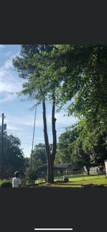 A tree being trimmed, with a person in the foreground on a sunny day.