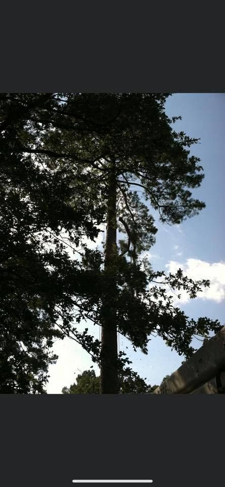 Tall tree with a thick trunk reaching toward a partly cloudy blue sky.