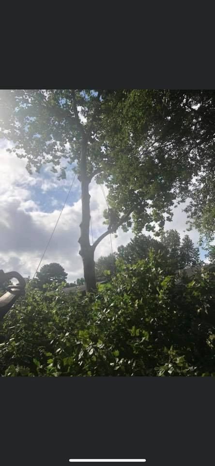 A tree with green foliage under a cloudy sky.
