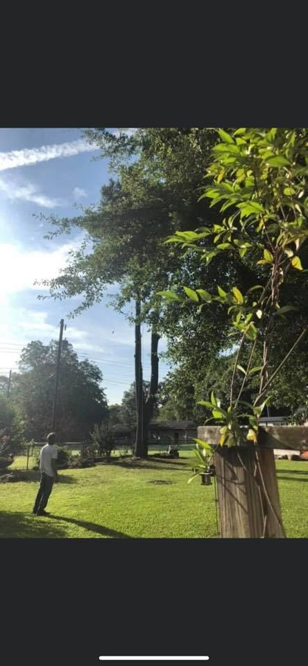Person mowing a green lawn under a blue sky with trees.
