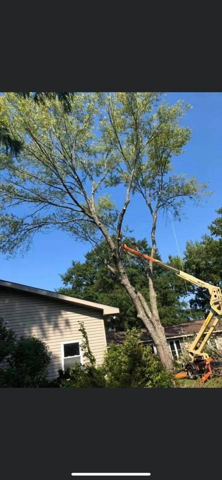 A tree being trimmed by a yellow lift in front of a house on a sunny day.