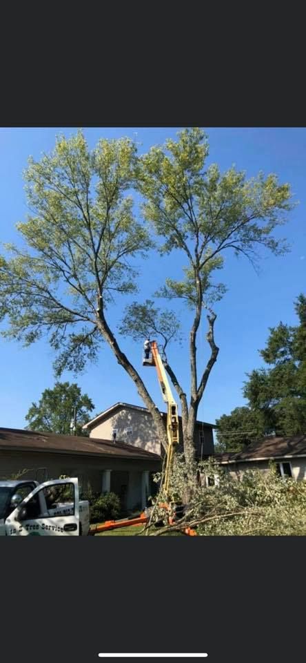 A tree being trimmed by a cherry picker.  Building and blue sky in the background.