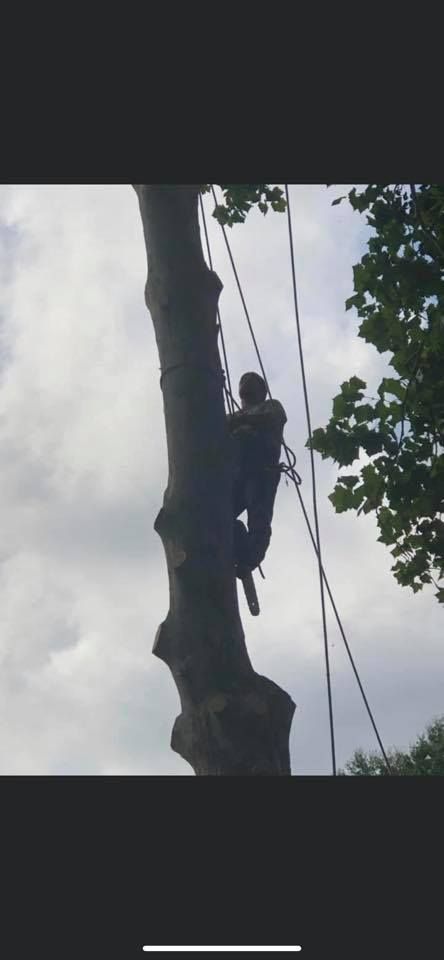 Arborist climbing a tree trunk, secured with ropes, working on a cloudy day.