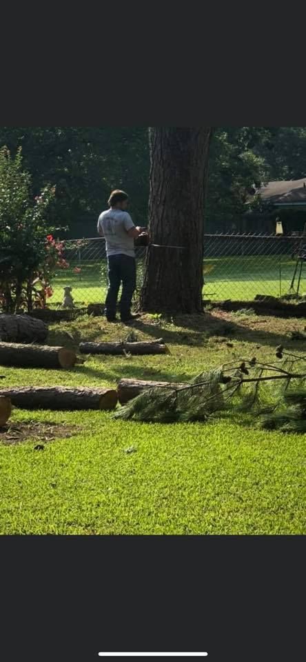 Man cutting down a tree with a chainsaw in a grassy yard. Logs are on the ground.