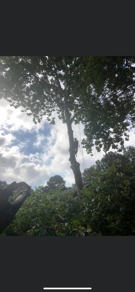 A tall tree is being trimmed, with a person visible on it. Cloudy sky.