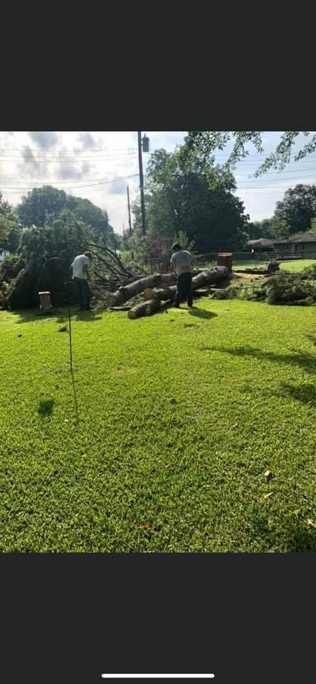 People clearing a fallen tree from a grassy yard. Trees and utility poles in the background. Overcast day.