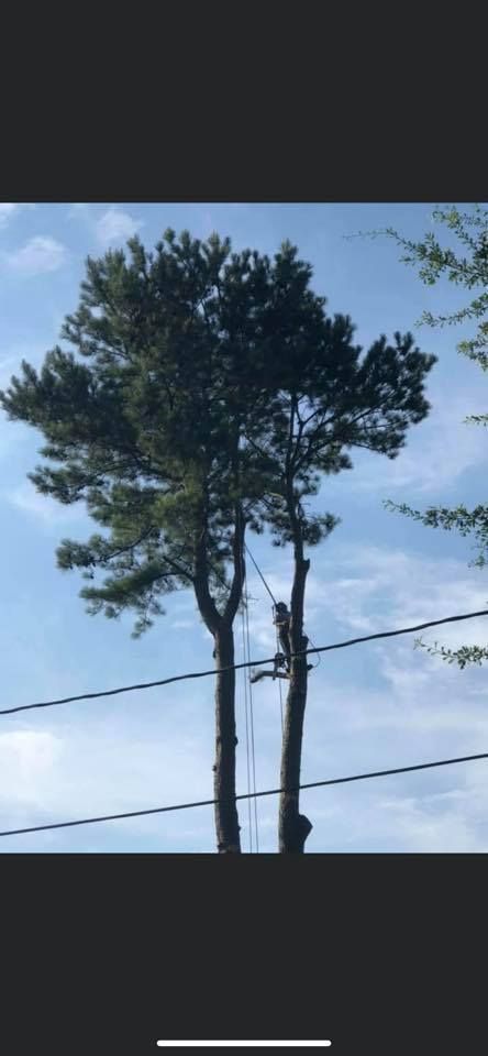 A tall tree with a man cutting it down. Power lines are visible. The sky is blue.