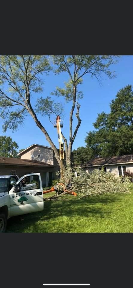 Tree trimming in progress. A worker in a lift truck cuts branches from a tall tree on a sunny day.