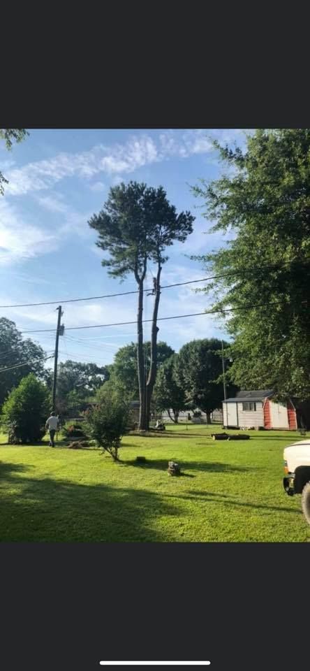 Tall tree with a pruned top in a grassy yard, with power lines and a small building.
