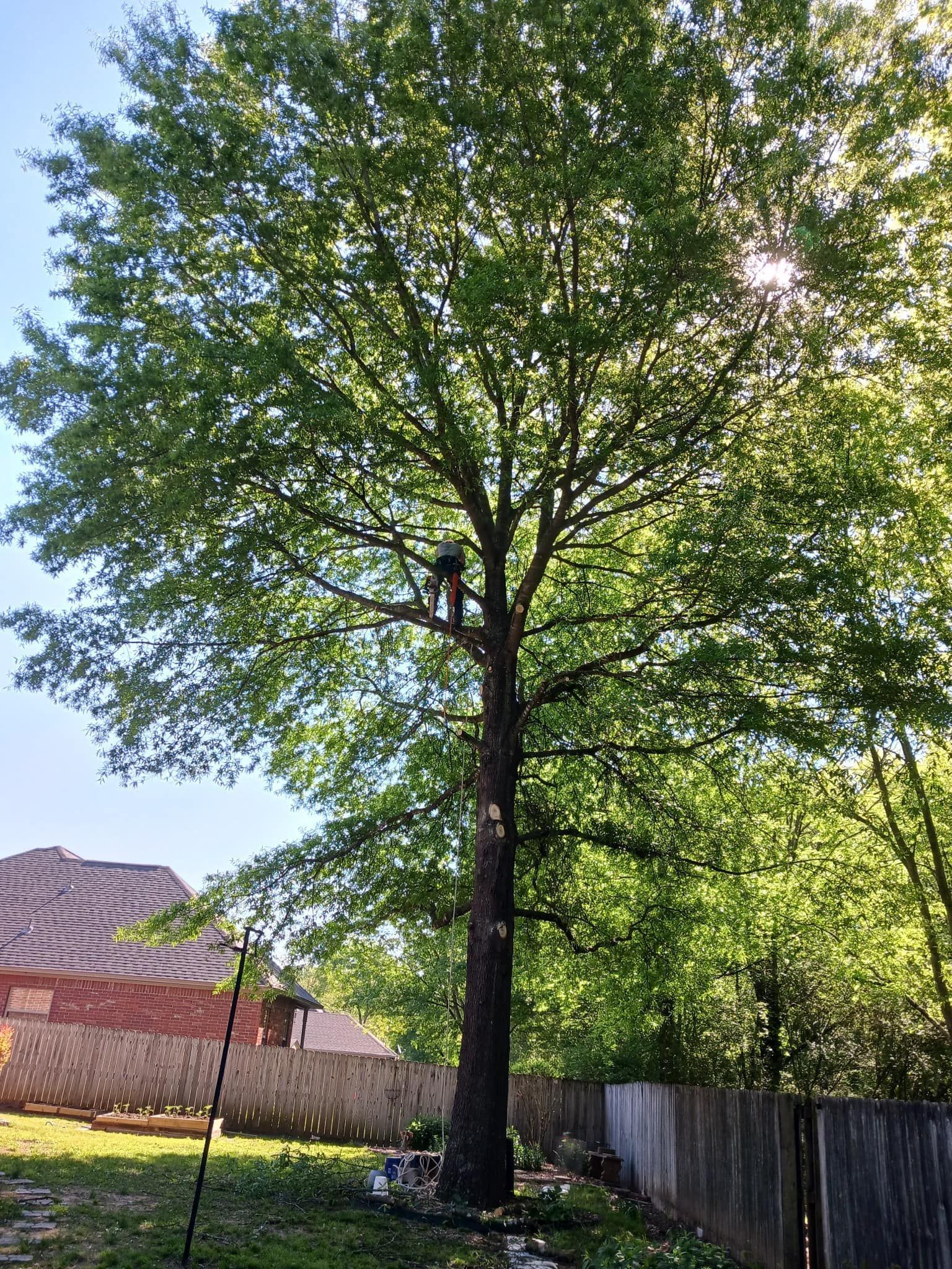 Person pruning a tall tree; sunny day, backyard setting with fence and brick building.