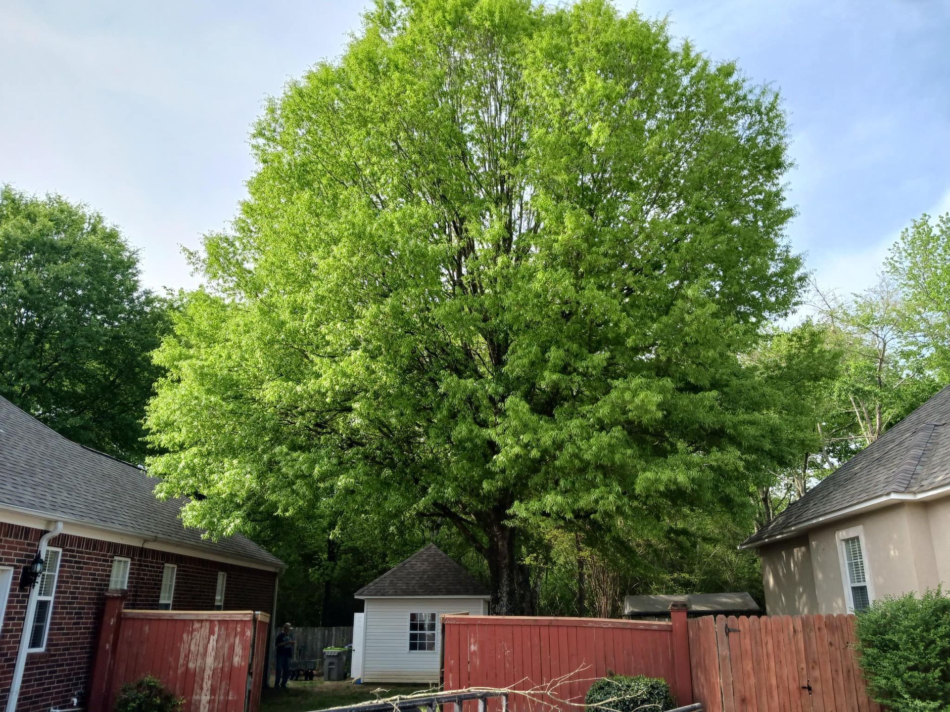 A large tree with bright green leaves stands between two buildings with a red fence in front.