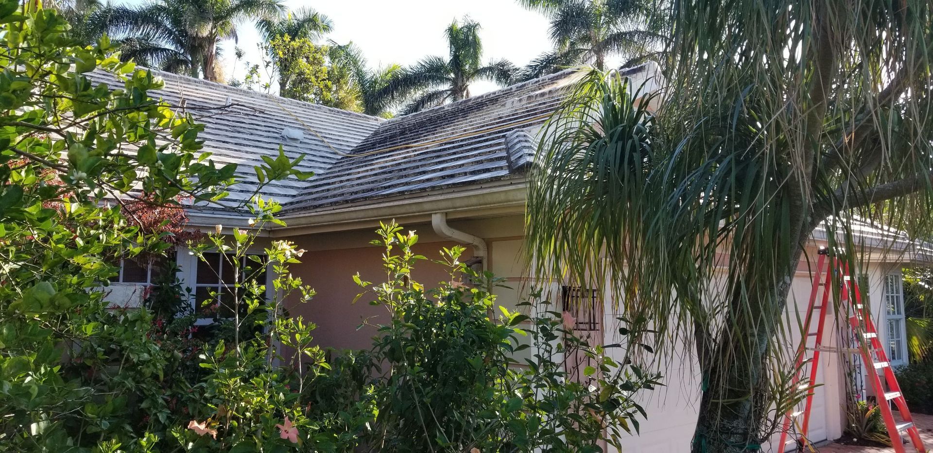 A house with a ladder in front of it surrounded by trees and bushes.