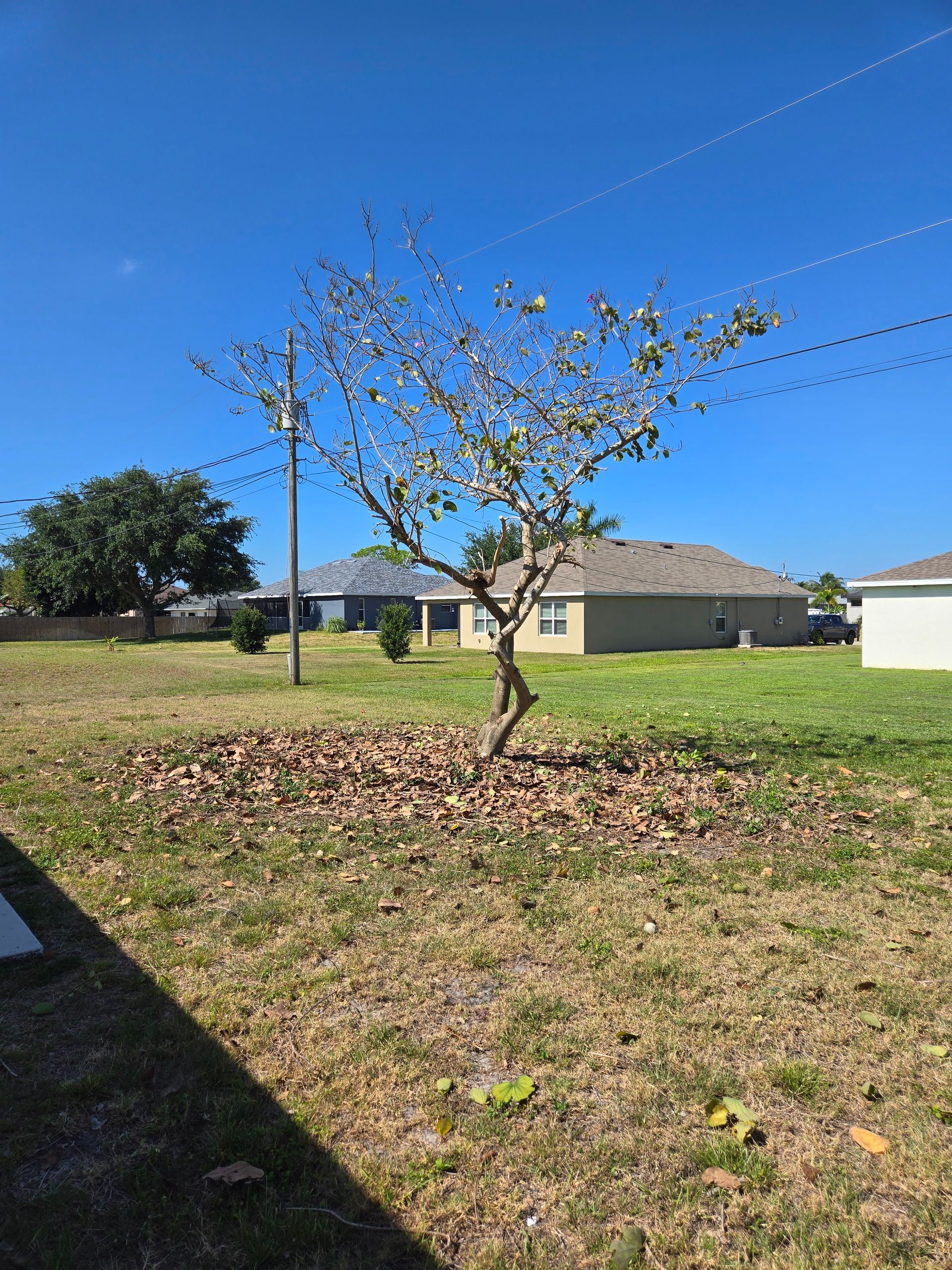A small tree in the middle of a grassy field in front of a house.
