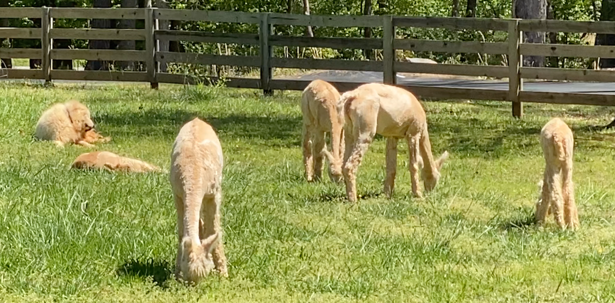 Alpacas Grazing on a Sunny day