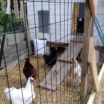 A chicken coop with chickens behind a wire fence.
