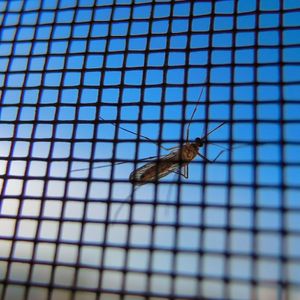 Mosquito on a Mosquito Net on a Sunny Day — Seventeen Mile Rocks, QLD — McKenna