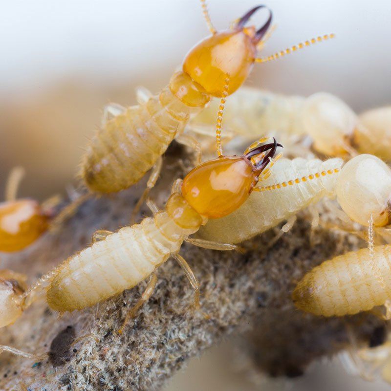 A Group of Termites — Seventeen Mile Rocks, QLD — McKenna